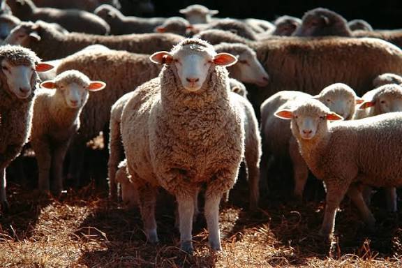Sheep with digital ear tag