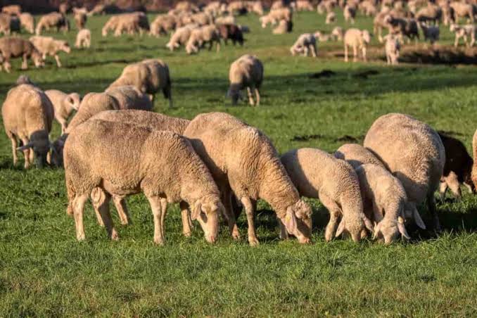 Indian farmer inspecting sheep on farm