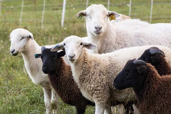 Veterinarian inspecting sheep on Indian farm